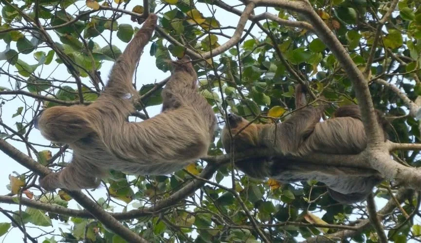No Span Eco Tours in Paramaribo