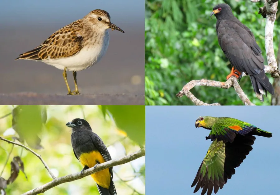 Bird Watching