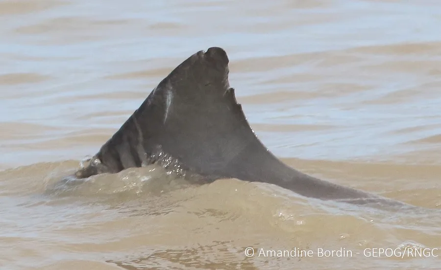 River Dolphin Watching in Suriname