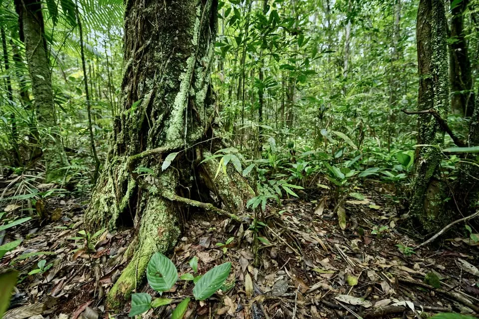 Suriname Wildlife Sanctuary in Para