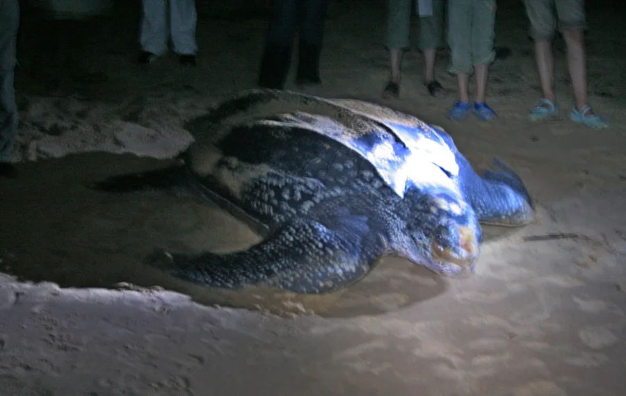 Turtle Watching